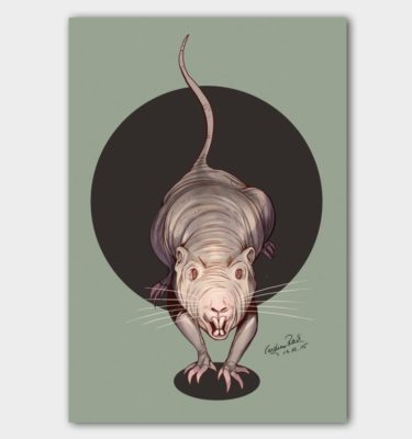 Postcard naked mole rat